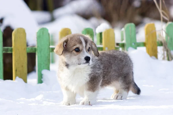 Red Welsh Corgi Pembroke Puppy Walks Outdoor Snow Winter — Stock Photo, Image