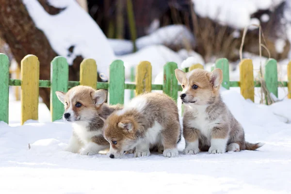 Rojo Galés Corgi Pembroke Cachorro Paseos Aire Libre Invierno Nieve —  Fotos de Stock