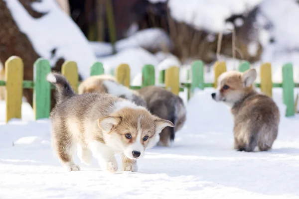 Rojo Galés Corgi Pembroke Cachorro Paseos Aire Libre Invierno Nieve —  Fotos de Stock