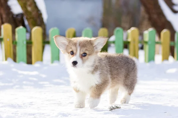 Vermelho Galês Corgi Pembroke Filhote Cachorro Caminha Livre Inverno Neve — Fotografia de Stock