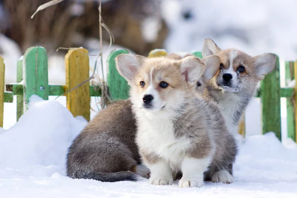 Vermelho Galês Corgi Pembroke Filhote Cachorro Caminha Livre Inverno Neve — Fotografia de Stock