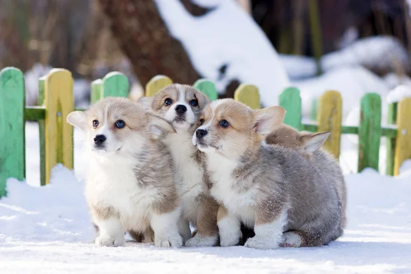 Red Welsh Corgi Pembroke Puppy Walks Outdoor Snow Winter — Stock Photo, Image