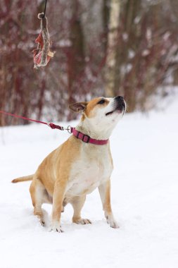 Eski kırmızı Amerikan staffordshire terrier kış açık yürür