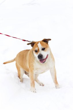 Eski kırmızı Amerikan staffordshire terrier kış açık yürür