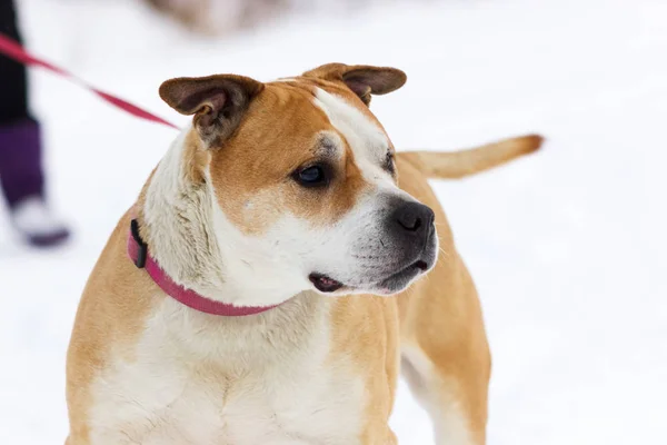 Old red american staffordshire terrier walks outdoor at winter