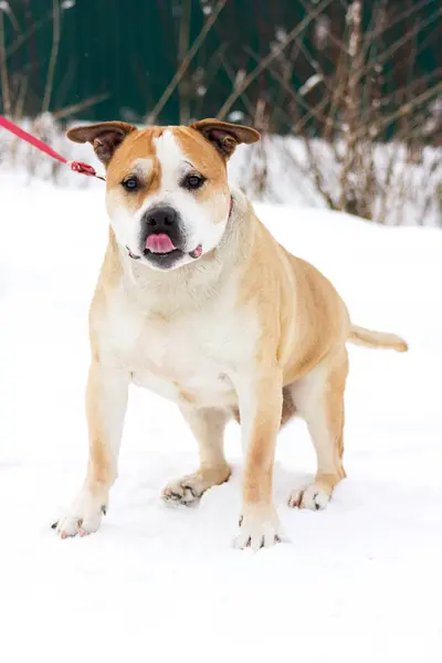 Eski Kırmızı Amerikan Staffordshire Terrier Kış Açık Yürür — Stok fotoğraf