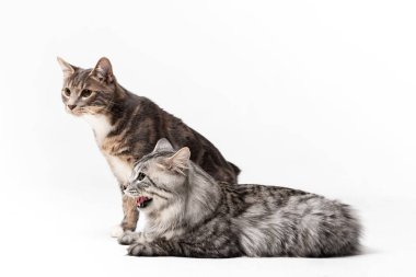 Beyaz arka plan üzerinde izole erkek çok güzel kurilian bobtail cats
