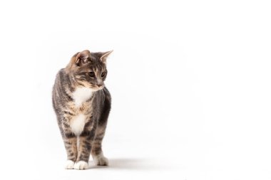 Çok güzel kurilian bobtail kedi erkek beyaz arka plan üzerinde izole