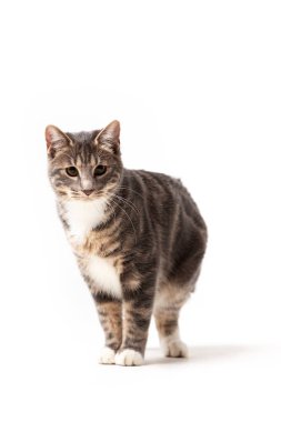 Çok güzel kurilian bobtail kedi erkek beyaz arka plan üzerinde izole