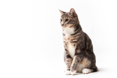 Çok güzel kurilian bobtail kedi erkek beyaz arka plan üzerinde izole