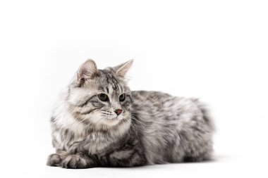 Çok güzel kurilian bobtail kedi erkek beyaz arka plan üzerinde izole