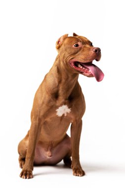Kırmızı Amerikan pitbullterrier kırpılmış kulakları ile kapalı beyaz arka plan oturur