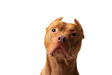 Çok güzel kırmızı köpek beyaz arka plan oturur