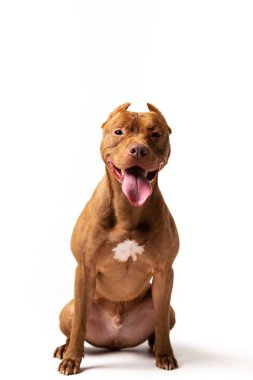 Çok güzel kırmızı köpek beyaz arka plan oturur
