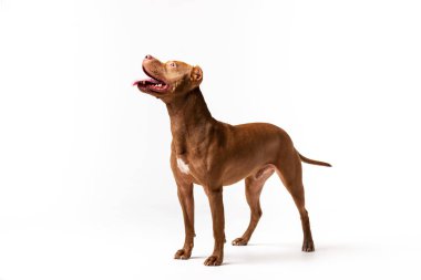 Çok güzel kırmızı köpek beyaz arka plan oturur