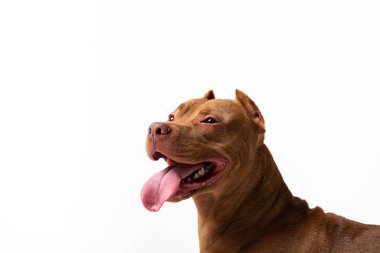 Çok güzel kırmızı köpek beyaz arka plan oturur
