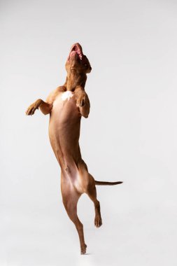 Çok güzel kırmızı köpek beyaz arka plan oturur