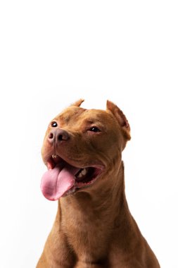 Çok güzel kırmızı köpek beyaz arka plan oturur