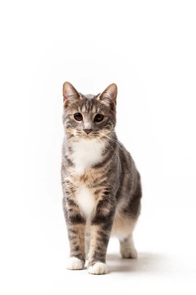 Adorable Kurilian Bobtail Gato Macho Aislado Sobre Fondo Blanco — Foto de Stock