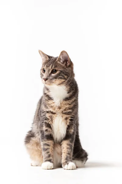 Bedårande Kurilian Bobtail Katt Hane Isolerad Vit Bakgrund — Stockfoto