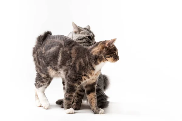 Beyaz arka plan üzerinde izole erkek çok güzel kurilian bobtail cats
