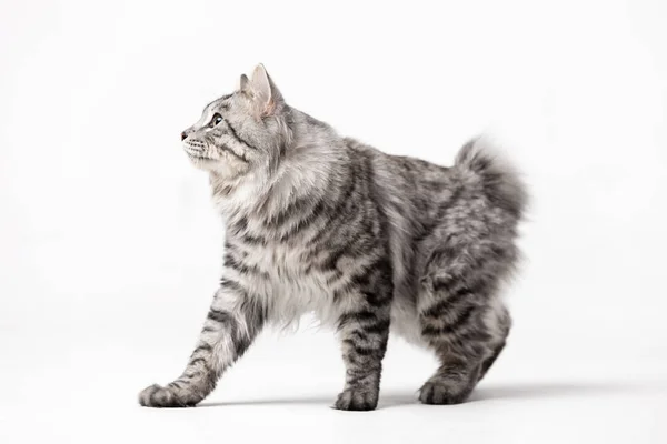 Rozkošný Kurilian Bobtail Kočka Muž Izolovaných Bílém Pozadí — Stock fotografie