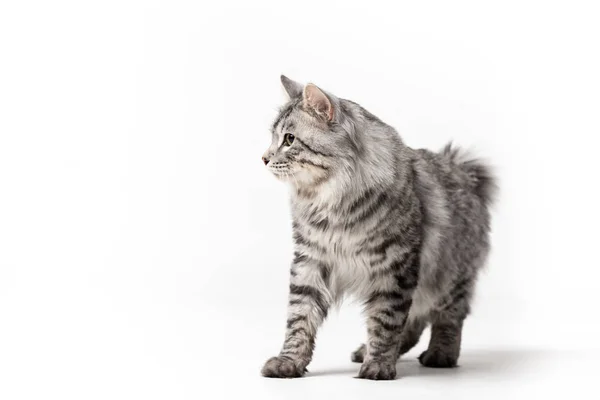 Schattig Kurilian Bobtail Kat Man Geïsoleerd Witte Achtergrond — Stockfoto