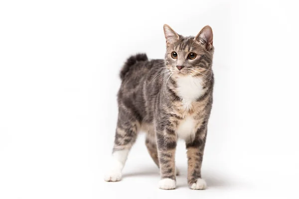 Schattig Kurilian Bobtail Kat Man Geïsoleerd Witte Achtergrond — Stockfoto