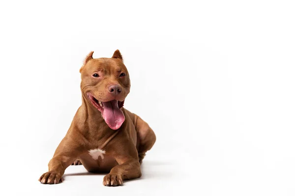 Çok güzel kırmızı köpek beyaz arka plan oturur