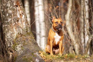 Kırmızı Amerikan staffordshire terrier kırpılmış kulakları ile sonbahar Park'ta açık yürür