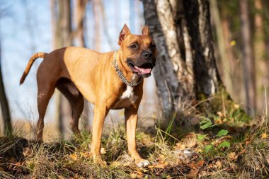 Kırmızı Amerikan staffordshire terrier kırpılmış kulakları ile sonbahar Park'ta açık yürür