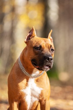 Kırmızı Amerikan staffordshire terrier kırpılmış kulakları ile sonbahar Park'ta açık yürür