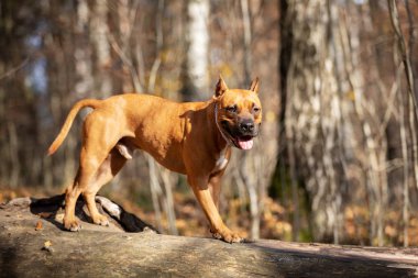 Kırmızı Amerikan staffordshire terrier kırpılmış kulakları ile sonbahar Park'ta açık yürür