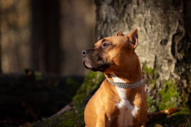 Kırmızı Amerikan staffordshire terrier kırpılmış kulakları ile sonbahar Park'ta açık yürür