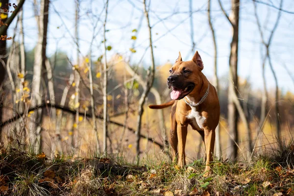 Őszi Park Szabadtéri Piros Amerikai Staffordshire Terrier Vágott Füle Séták — Stock Fotó