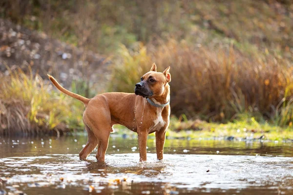 Red American Staffordshire Terrier Con Orejas Recortadas Camina Aire Libre —  Fotos de Stock