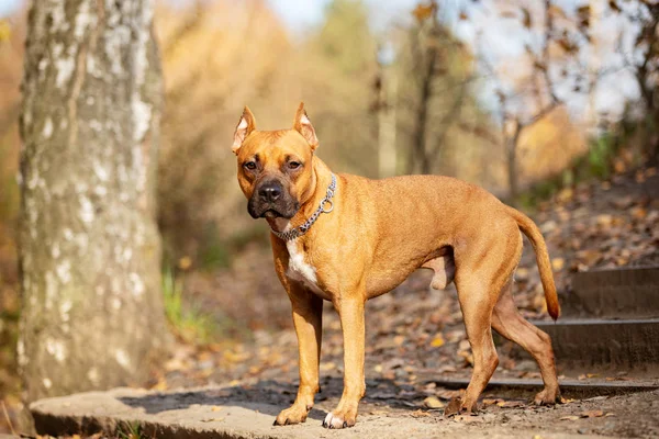 Röd Amerikanen Staffordshire Förfärlig Med Beskurna Öron Promenader Utomhus Höst — Stockfoto