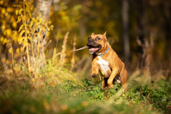 Red american staffordshire terrier with cropped ears walks outdoor in autumn park