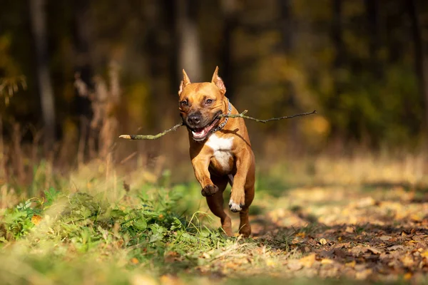 Kırmızı Amerikan staffordshire terrier kırpılmış kulakları ile sonbahar Park'ta açık yürür