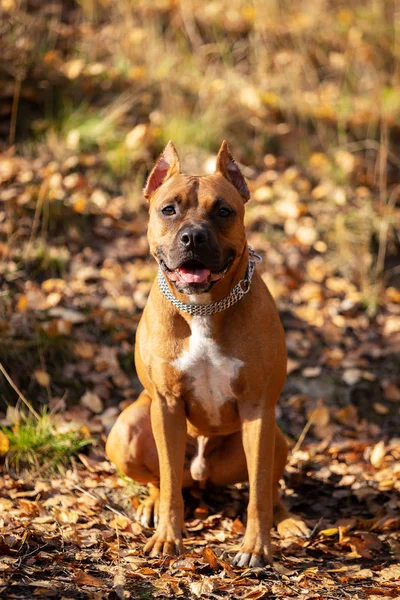 Red American Staffordshire Terrier Cropped Ears Walks Outdoor Autumn Park — Stock Photo, Image