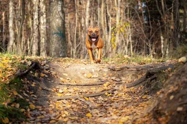 Κόκκινο Αμερικανικό Terrier Staffordshire Περικοπεί Αυτιά Περίπατος Στην Εξωτερική Στο — Φωτογραφία Αρχείου