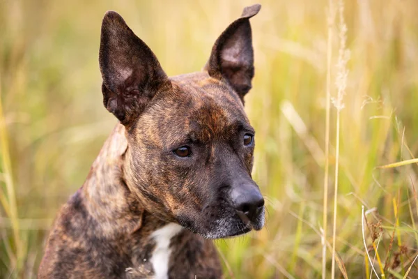 Komoly Tigris Amerikai Staffordshire Terrier Nem Vágott Fülek Séta Őszi — Stock Fotó
