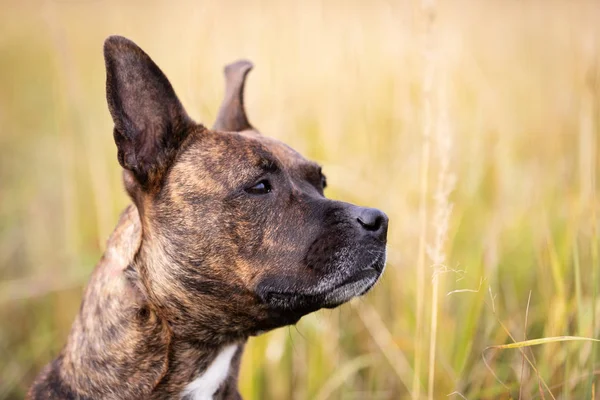 Komoly Tigris Amerikai Staffordshire Terrier Nem Vágott Fülek Séta Őszi — Stock Fotó