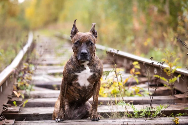 Tigre Serio Staffordshire Terrier Americano Con Orejas Recortadas Camina Ferrocarril —  Fotos de Stock