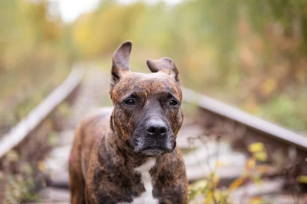 Σοβαρή Τίγρη Αμερικανικό Terrier Staffordshire Περικοπή Μην Αυτιά Περιπάτους Στο — Φωτογραφία Αρχείου