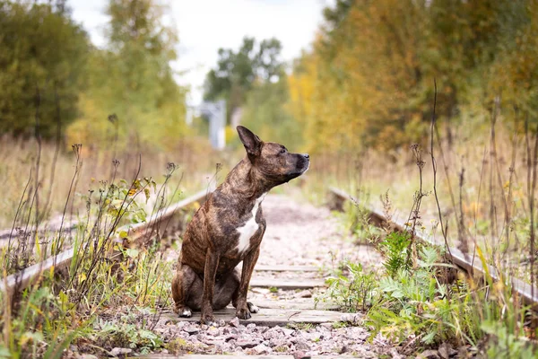 Σοβαρή Τίγρη Αμερικανικό Terrier Staffordshire Περικοπή Μην Αυτιά Περιπάτους Στο — Φωτογραφία Αρχείου