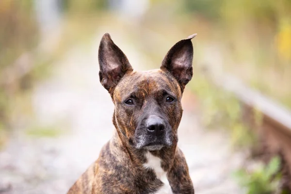 Tigre Serio Staffordshire Terrier Americano Con Orejas Recortadas Camina Ferrocarril —  Fotos de Stock