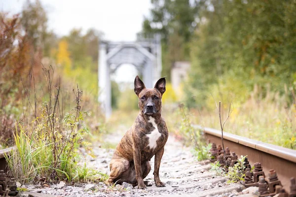 Komoly Tigris Amerikai Staffordshire Terrier Nem Vágott Fülek Séta Elhagyott — Stock Fotó