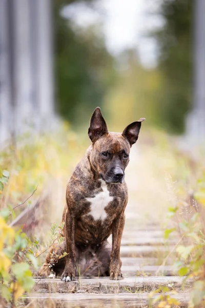 Σοβαρή Τίγρη Αμερικανικό Terrier Staffordshire Περικοπή Μην Αυτιά Περιπάτους Στο — Φωτογραφία Αρχείου