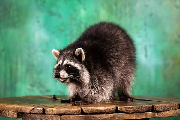 Adorable tamed raccoon plays indoor at green textured background